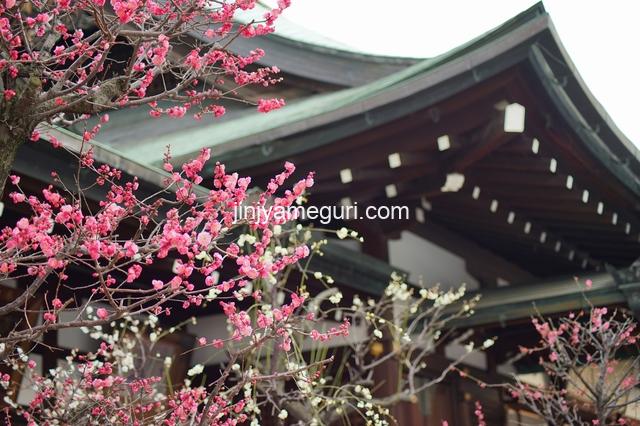 【大阪天満宮】梅の季節に行くべき！すべらんうどんが面白い！