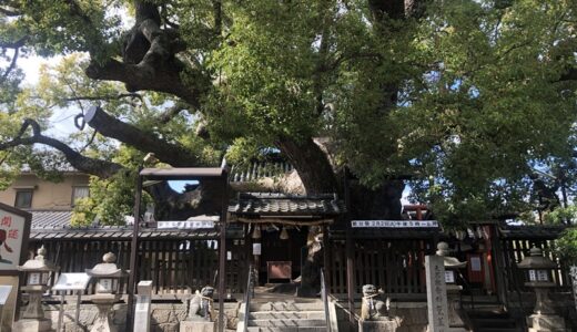 【三島神社】寿命がのびる？！超巨大なご神木に触れるべし